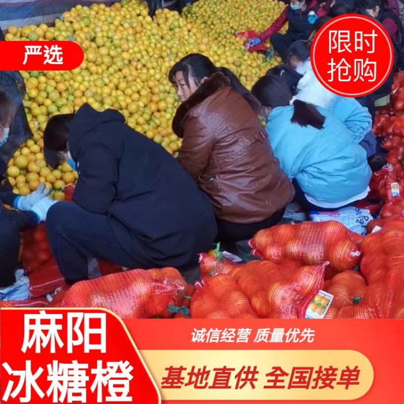 麻阳高山冰糖橙火热上市欢迎各大实体电商微商社区前来订