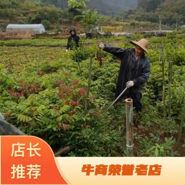 石硖，柱良，四季龙眼苗，包技术不卖假苗来电咨询价格优惠