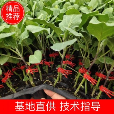 茄子苗，烧烤茄苗，嫁接茄子苗，欢迎提前下单预订