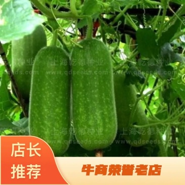 【包邮】乾德帅冬杂交小冬瓜种子春秋茬口栽培