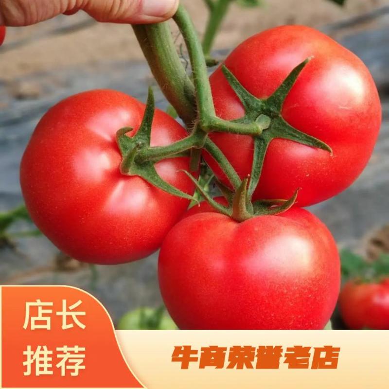 【包邮】乾德059.硬果深粉果番茄春秋栽培