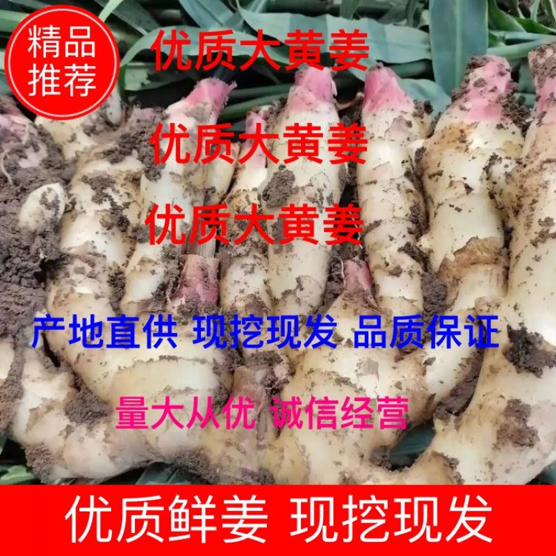 山东生鲜姜大黄姜大量销售，代存代销，品种保证，价格便宜
