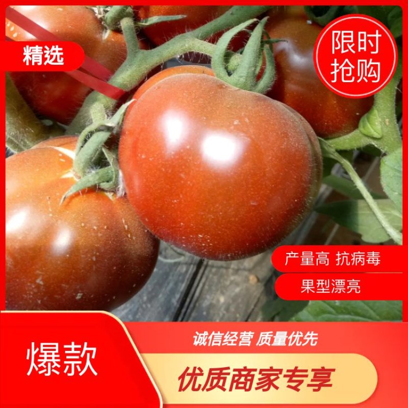 西红柿苗，抗病毒，产量高，果型漂亮，苗子大小正好