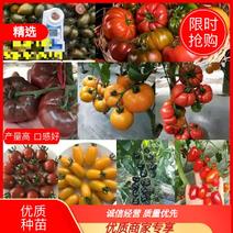 口感型番茄苗，口感西红柿，口感好，产量高，大果，小果都有