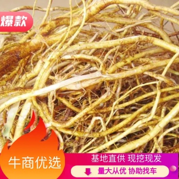 （热销）现挖五指毛桃根鲜货自家基地量大从优协助找车