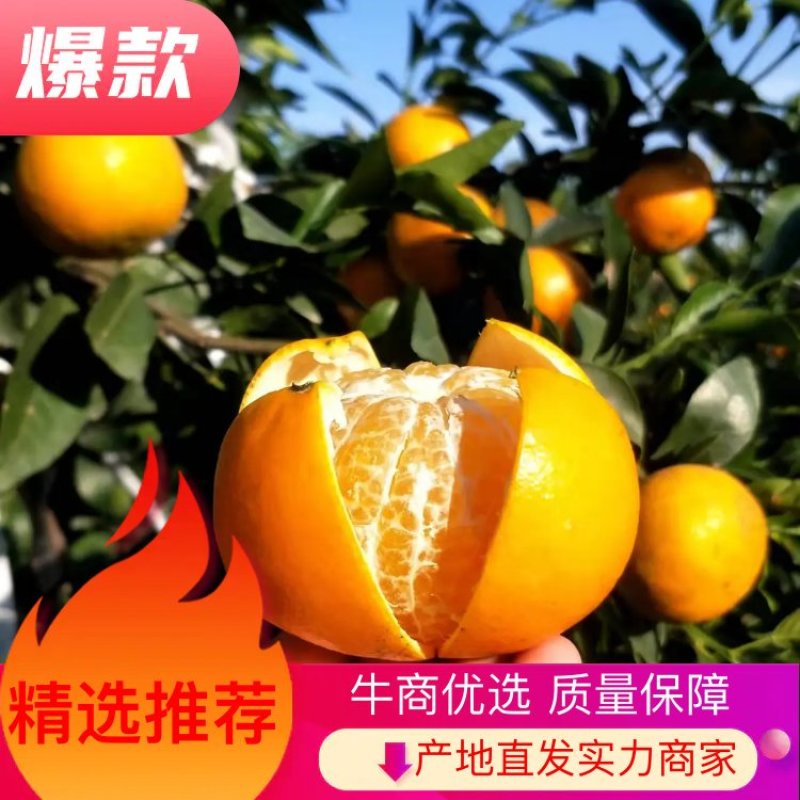 广西南宁柑橘沃柑，产地直销，一级货源，欢迎采购。