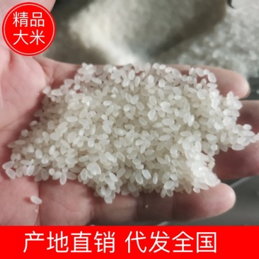 【大米】一品香大米、东北珍珠大米、贡米产地直发
