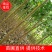 【杨树苗】土耳其无絮速生杨树苗基地直发，包成活免费技术
