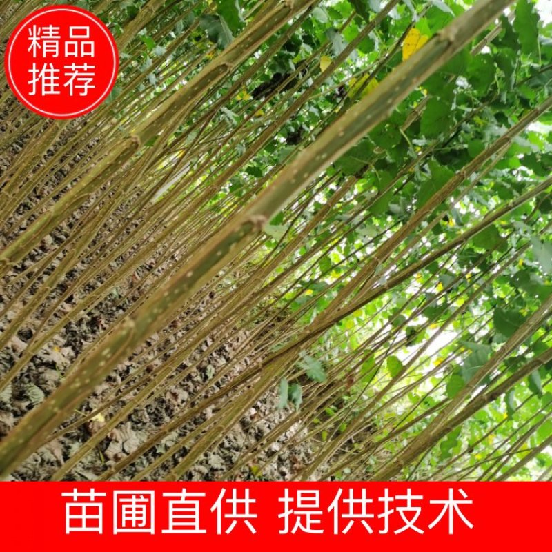 【杨树苗】土耳其无絮速生杨树苗基地直发，包成活免费技术