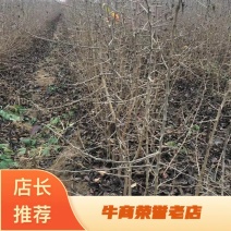 杜梨苗，河北杜梨苗粗度0.8以上大量供应！优质杜梨苗