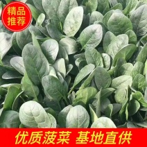 菠菜15-20厘米，20~25厘米各种规格