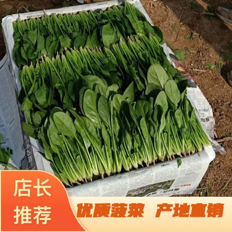 精品菠菜大量上市15/20公分，20/25公分菠菜