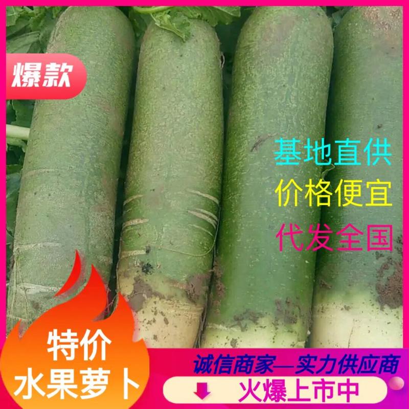 （现货）山东潍县水果萝卜大量上市中，货好量足质优价廉