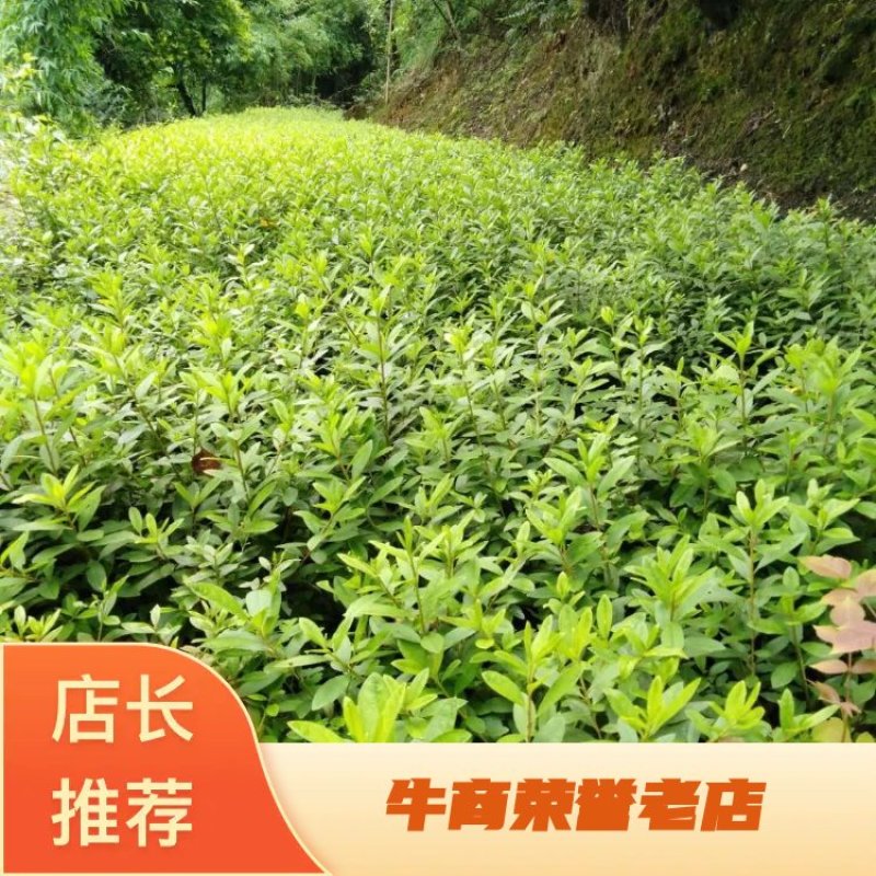 重庆巴南区赚宝苗圃专业批发精品春娟量大价格美丽