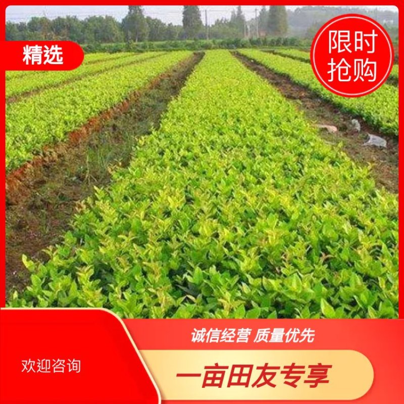 重庆巴南区巴南区赚宝苗圃金森女贞年产量大价格美丽