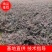 重庆巴南区红继木地苗批发量大价格美丽诚信经营