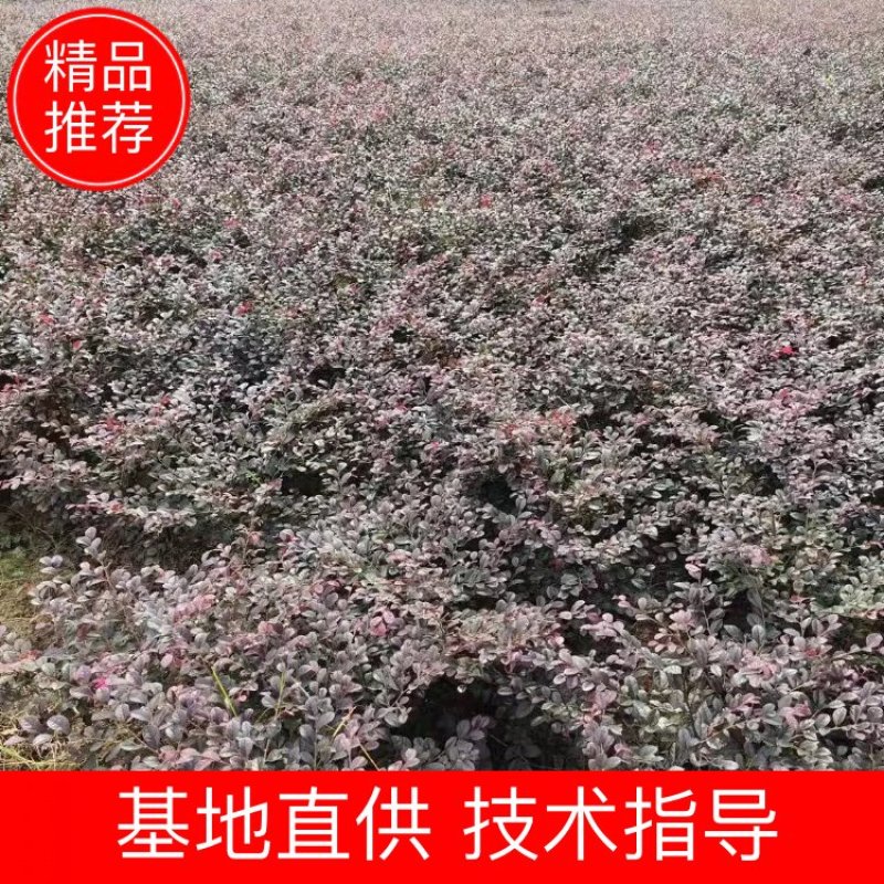 重庆巴南区红继木地苗批发量大价格美丽诚信经营
