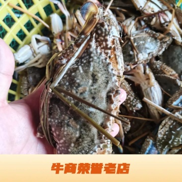 花蟹，母蟹红蟹刚上岸断气大中小花蟹，肉质肥满鲜美