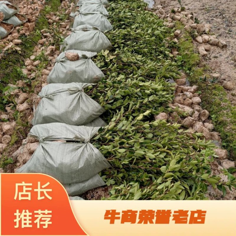 油茶苗，湘林210系列零售商品，现挖现卖，全国包邮，