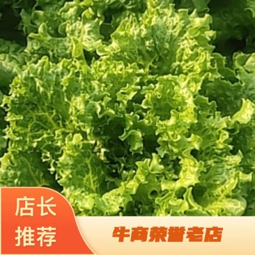 山东寿光精品生菜，大量上市，质量保证，货发全国，商超品
