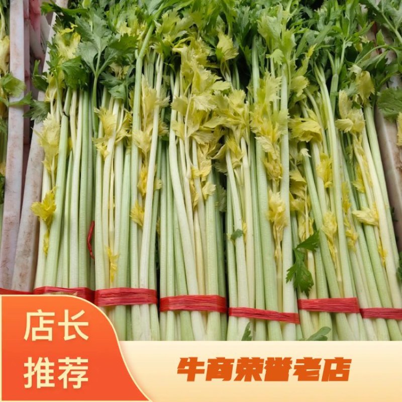 山东万亩黄苗芹菜基地60cm以上，产地直供。