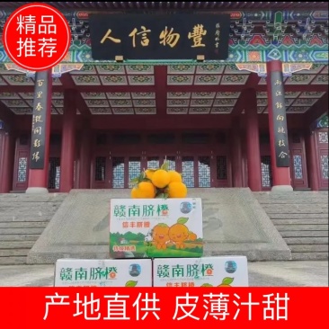 脐橙皮薄多汁鲜甜化渣电商专供可全国发货欢迎下单采购