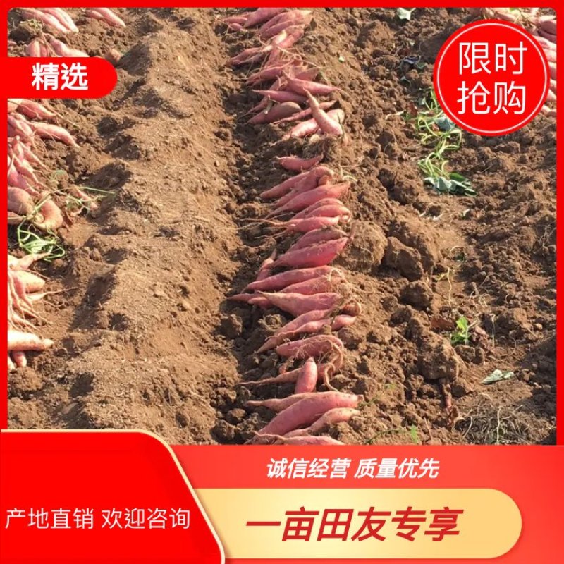 红薯山东密薯正宗烟薯25一手货源质量保障