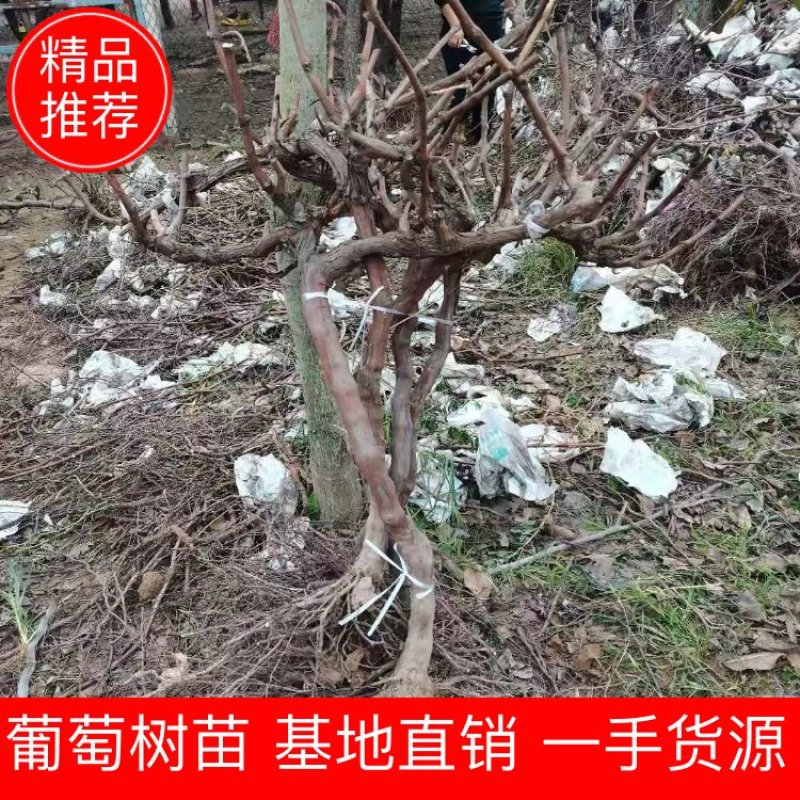 基地直供葡萄苗，多种规格，价格实惠，欢迎来电
