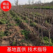 桃树苗基地直供，价格实惠，多种规格，可包邮。