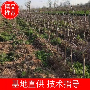桃树苗基地直供，价格实惠，多种规格，可包邮。