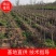 桃树苗基地直供，价格实惠，多种规格，可包邮。