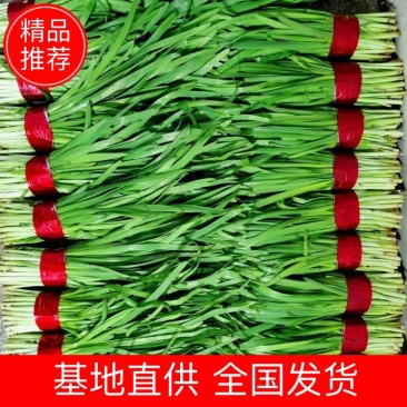 韭菜寿光韭菜大量上市，新鲜，现割现发，嫩，质量有保障