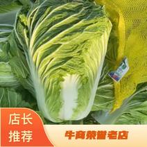 河南夏邑县大白菜青杂3号基地直发商超品质质量3包