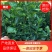 沃柑苗，可留树到3.4月