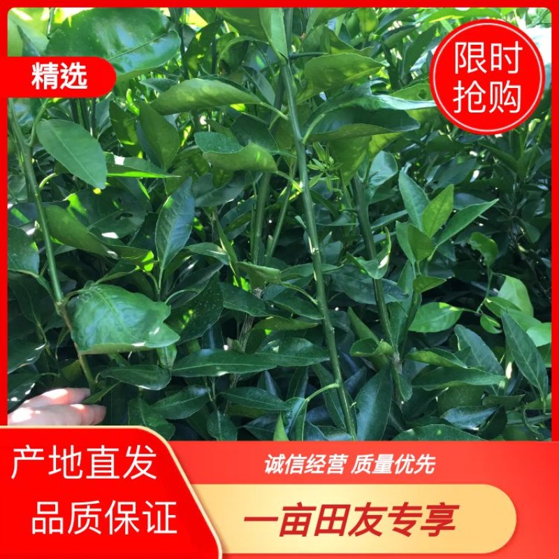 沃柑苗，可留树到3.4月