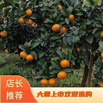 【推荐】金秋沙糖橘上市，量大从优，欢迎选购