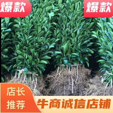建阳桔柚苗，日本称甜春桔柚，俗称甜桔柚苗