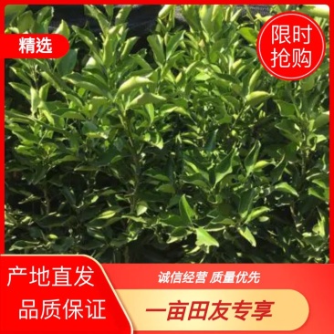 黄金贡柚柑橘苗30~50cm