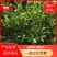 黄金贡柚柑橘苗30~50cm