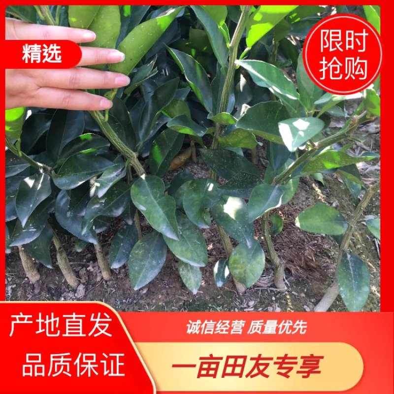 鸡尾葡萄柚，又称黄葡萄柚，甜葡萄柚