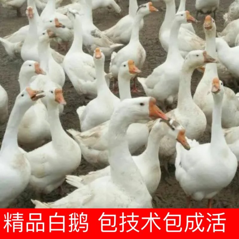 【鹅】正宗白鹅8~10斤养殖基地直供提供技术