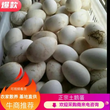 【鹅蛋】新鲜鹅蛋土鹅蛋孕妇去胎毒批发食用一件代发