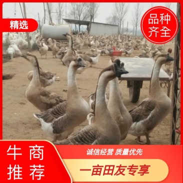 【鹅】肉鹅淘汰灰鹅老鹅雁灰鹅子鹅青年鹅常年批发