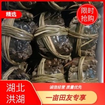 湖北省荆州市洪湖大闸蟹全母礼盒套餐可视频看货