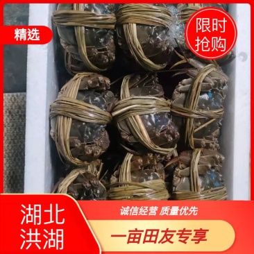 湖北精品清水大闸蟹青壳白底支持发样零售直达包邮