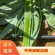 云南一米青莴笋杆子青皮青肉1.5-2斤