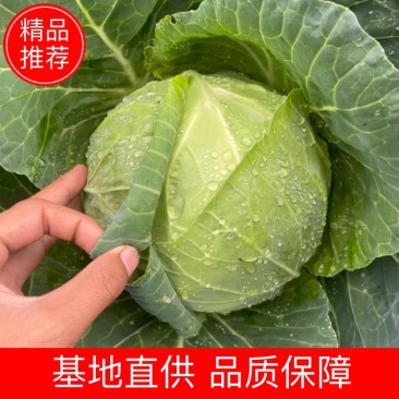 云南大理宾川高原精品甘蓝小铁头包菜无黑点无糠心紧致耐运输