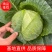 云南大理宾川高原精品甘蓝小铁头包菜无黑点无糠心紧致耐运输