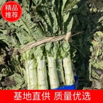 云南大理精品莴笋红叶香莴笋杆子。上市需要的老板联系