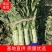云南大理精品莴笋红叶香莴笋杆子。上市需要的老板联系
